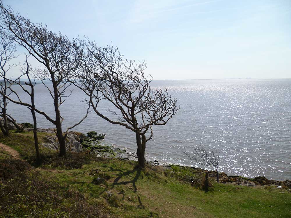 View into the sun over the water of Morecambe Bay with bent stunted trees in the foreground