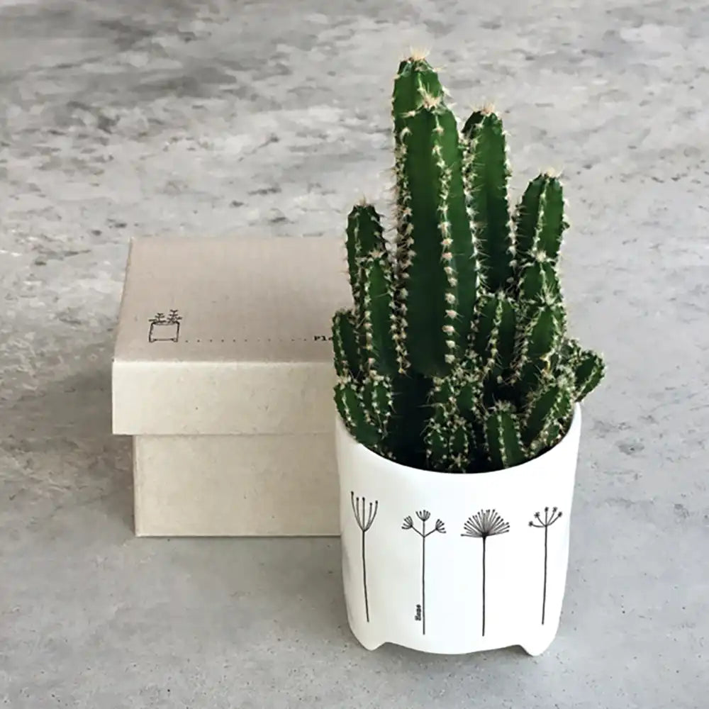 Gift box in background. White porcelain planter with black line flowers on he front and the word 'home' vertically in small text. Pot contains green cactus. 