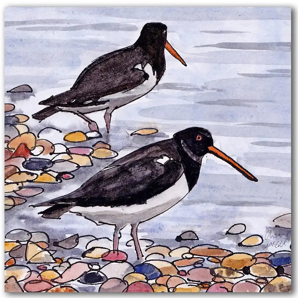 Watercolour greetings card featuring oystercatchers.